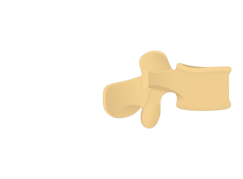 lumbar vertebra - lateral view