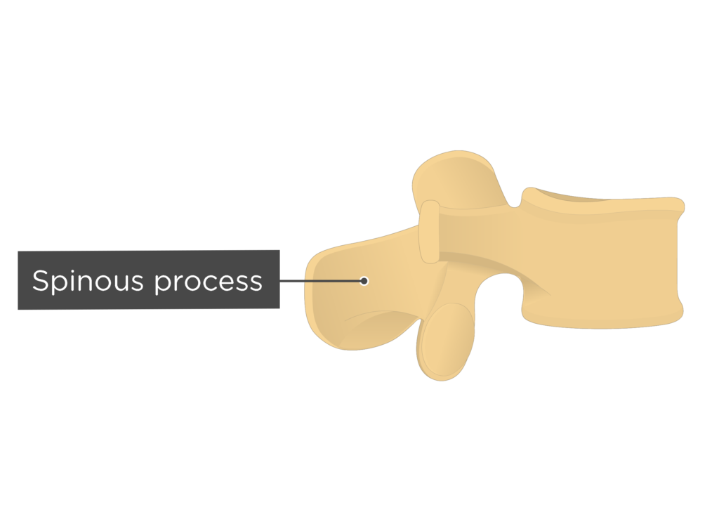 lumbar vertebra - spinous process - lateral view
