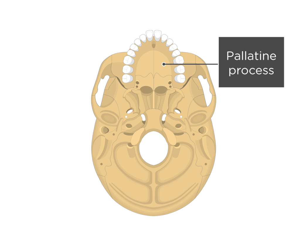 Inferior view of the skull showing the pallatine process