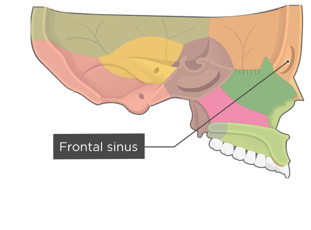 Perpendicular Plate of the Palatine Bone.. Клиновидный кость PNG. Пятка рот