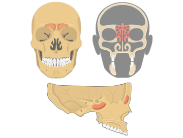 paranasal sinuses - featured image