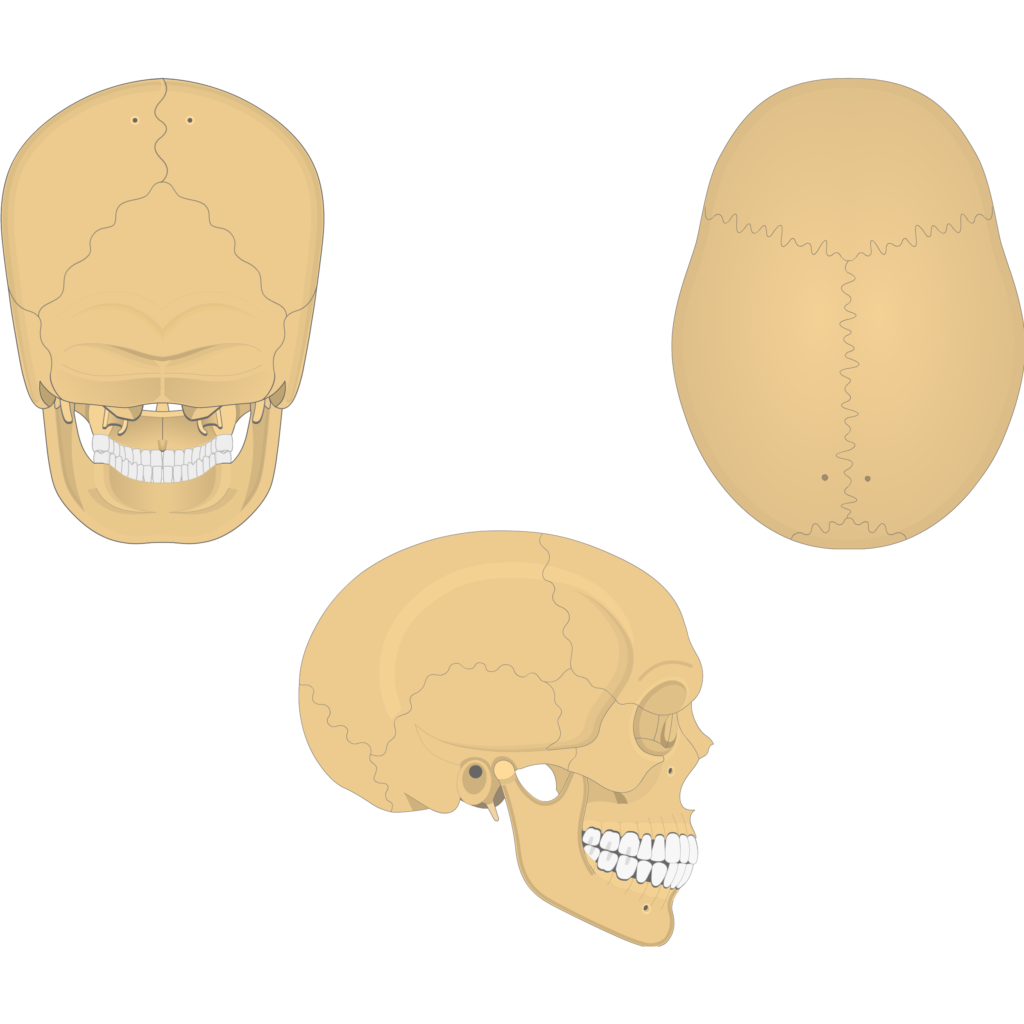 Skull Anatomy - Cranial Bone and Suture Labeled Diagram, Names
