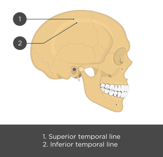 Parietal Bone Anatomy
