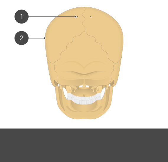 Parietal Bone Anatomy