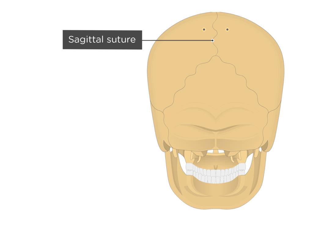 sagittal suture - posterior view