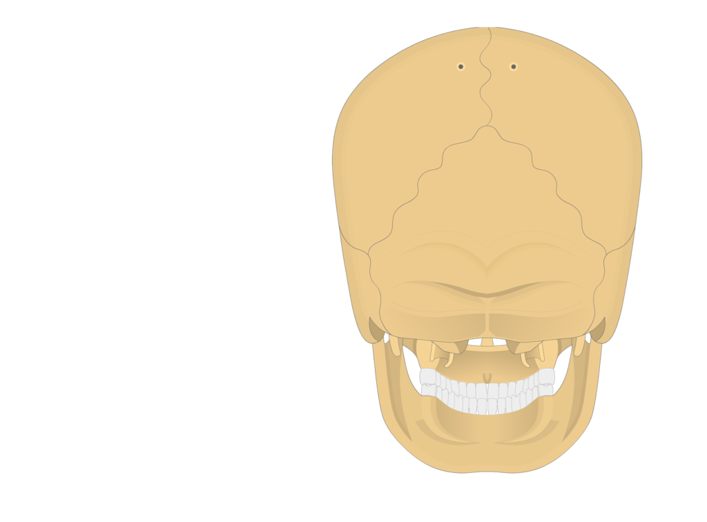 skull sutures - posterior view