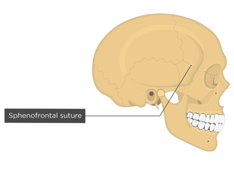 sphenofrontal suture - lateral view