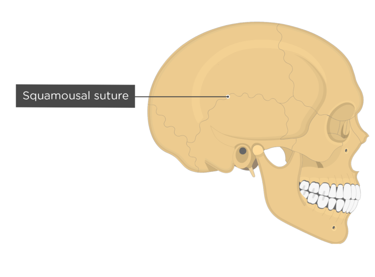 Major sutures of the skull labeled diagram GetBodySmart