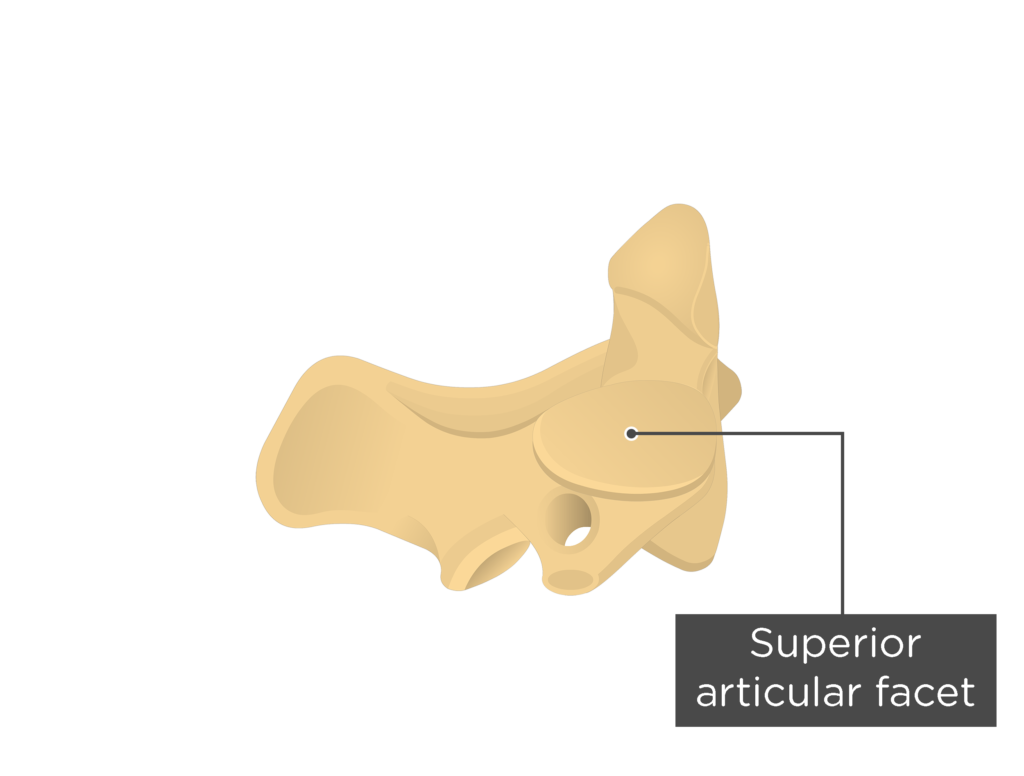 Inferior Articular Facet