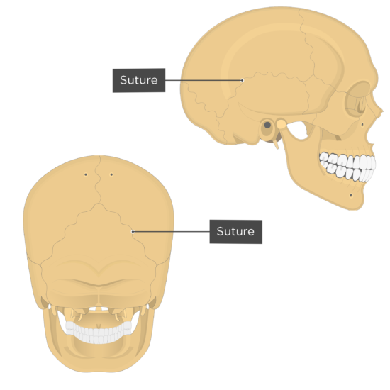 Skull sutures - posterior and lateral views