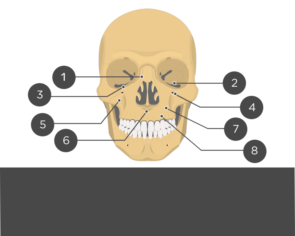 alterior view of the skull indicating maxilla parts