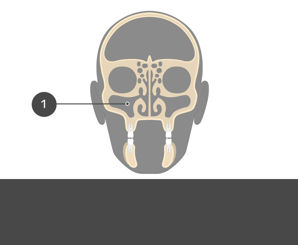coronal view of the skull indicating maxilla part