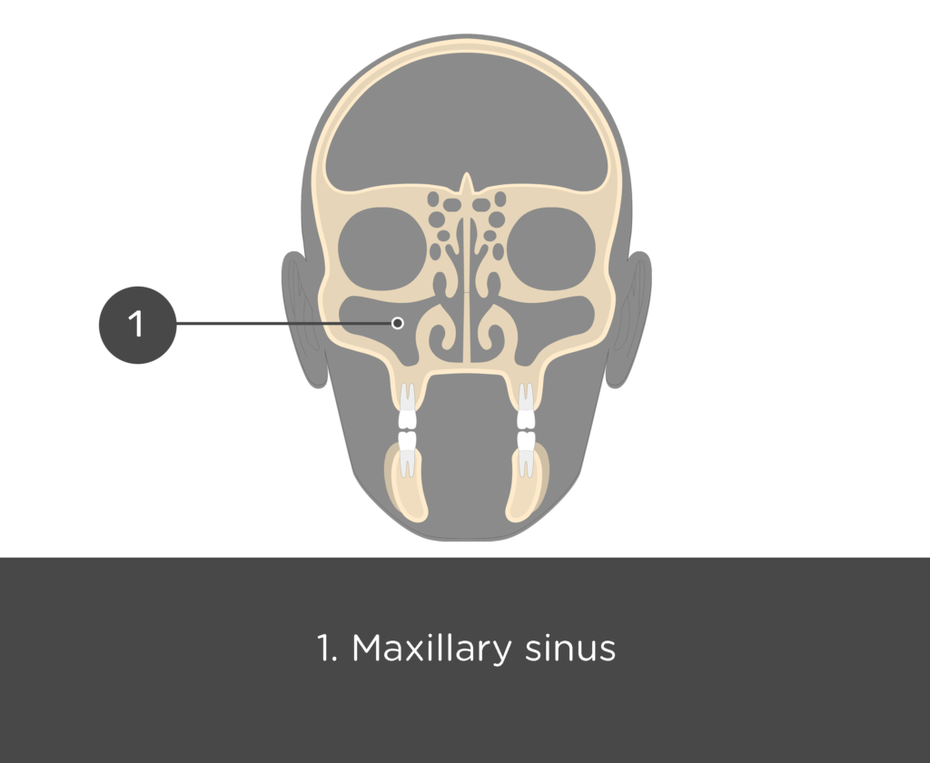 coronal view of the skull indicating maxilla part