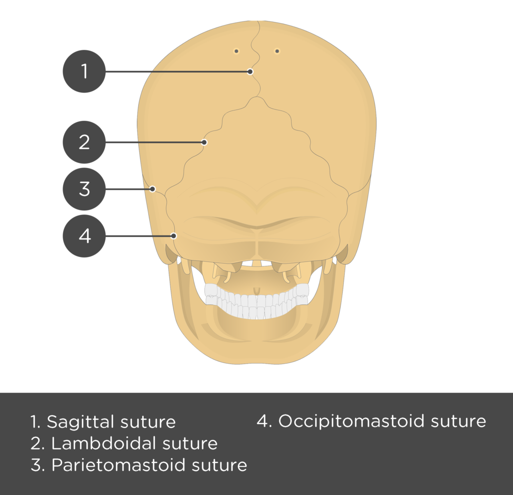 test yourself skull sutures - posterior view - answers
