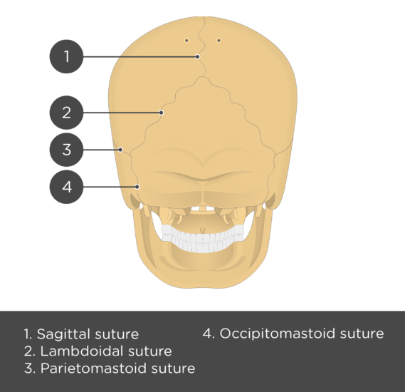 Skull Sutures Labeled