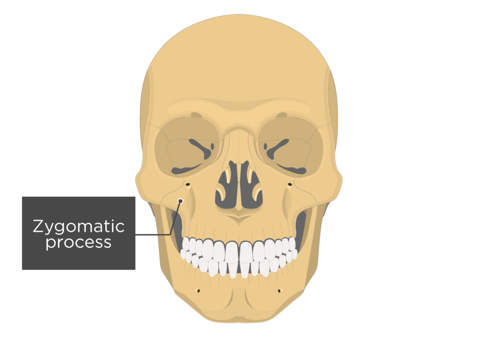 Anterior view of the skull showing the zygomatic process