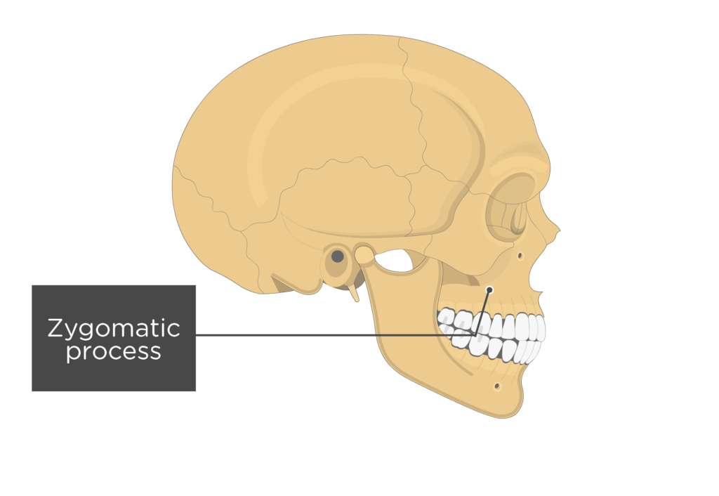 Lateral view of the skull showing the zygomatic process