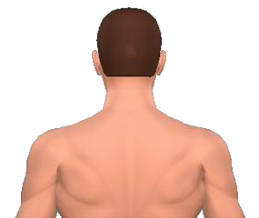 Extensions of neck vertebrae animation slide 2