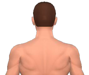 Extensions of neck vertebrae animation slide 1
