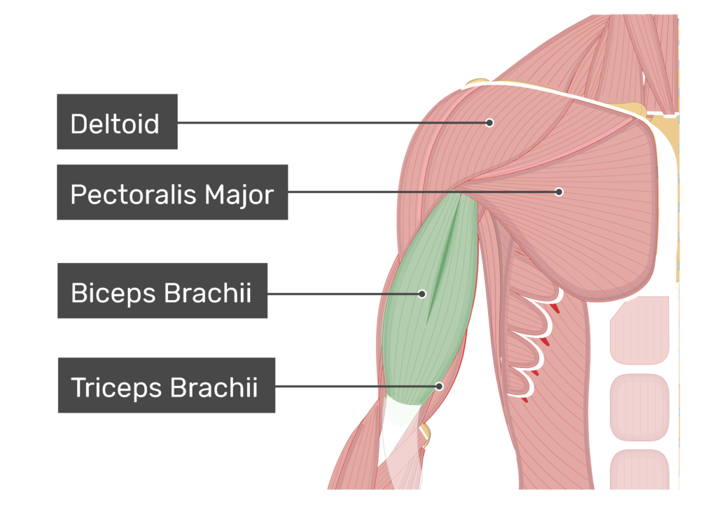 Biceps Brachii - Attachments, Action & Innervation