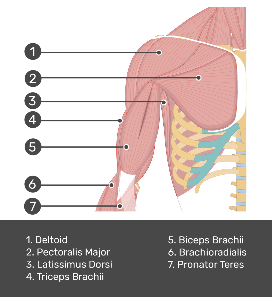 1. Triceps brachii 2. Biceps brachii 3. Brachialis 4