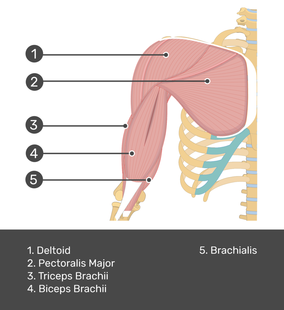 Biceps Brachii - Attachments, Action & Innervation