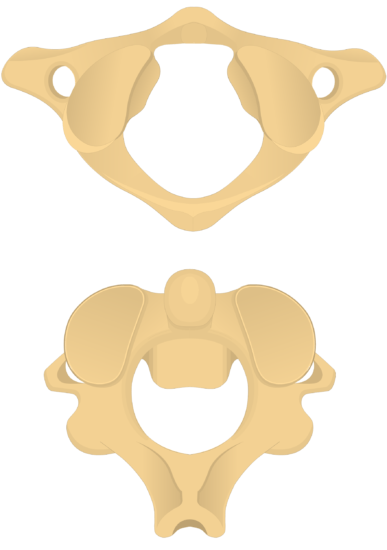 Axis Bone Anatomy