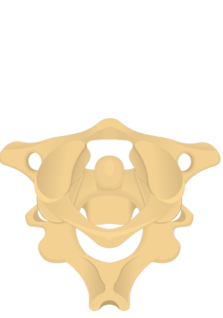 Articulation between the atlas and axis vertebrae.