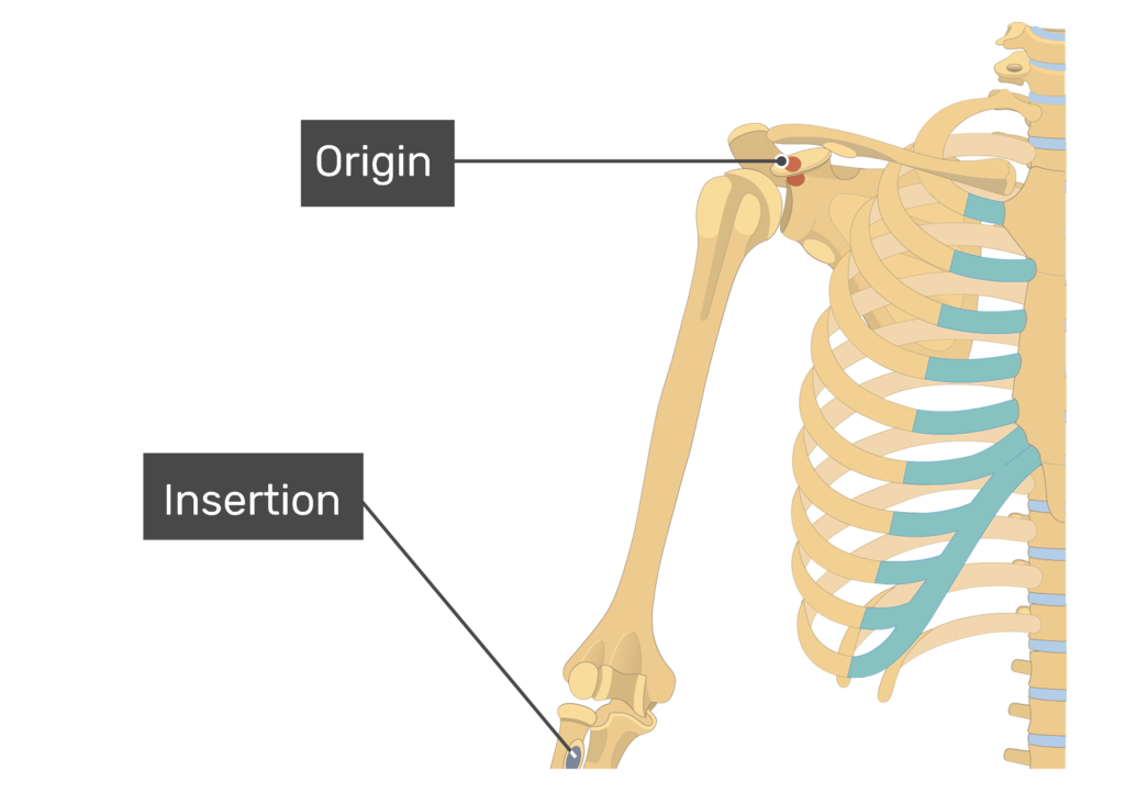 Плечевой скелет. Coracobrachialis мышца. Бицепс анатомия Инсертион. Coracobrachialis Origin. Os brachii.