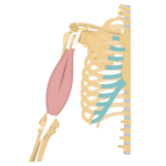 Anterior view of the thorax and upper limb, showing the highlighting the biceps brachii and its origin and insertion