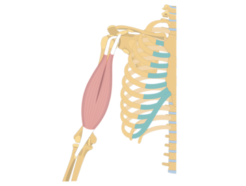 Anterior view of the thorax and upper limb, showing the highlighting the biceps brachii and its origin and insertion