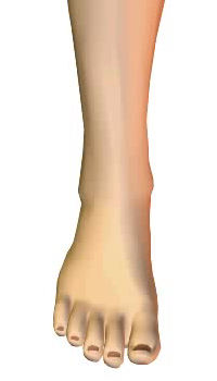 Foot dorsiflexion (1) By Extensor Digitorum Longus Muscle