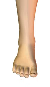 Foot dorsiflexion (3) By Extensor Digitorum Longus Muscle