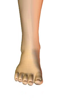 Foot dorsiflexion (4) By Extensor Digitorum Longus Muscle
