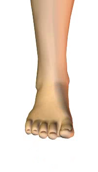 Foot dorsiflexion (5) By Extensor Digitorum Longus Muscle