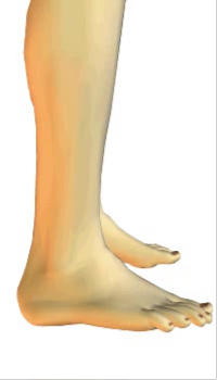 Foot eversion (3) By Extensor Digitorum Longus Muscle