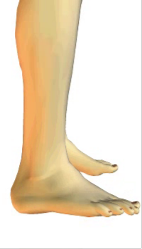 Foot eversion (4) By Extensor Digitorum Longus Muscle