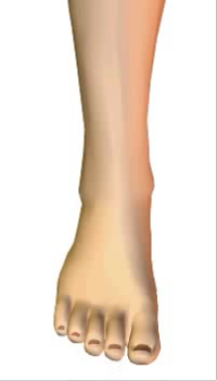 Toes extension (2) By Extensor Digitorum Longus Muscle