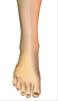Toes extension (1) By Extensor Digitorum Longus Muscle