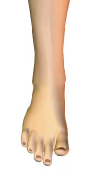 Toes extension (4) By Extensor Digitorum Longus Muscle