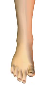 Toes extension (5) By Extensor Digitorum Longus Muscle