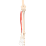 Extensor Digitorum Longus Muscle - Featured