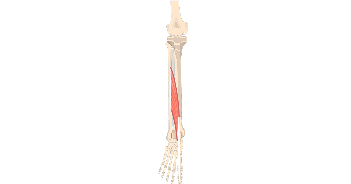 Extensor Digitorum Longus Muscle - Attachments, Actions & Innervation