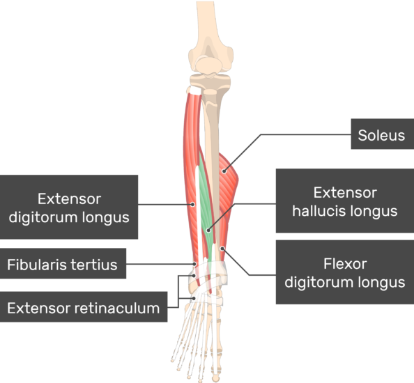 extensor hallucis longus model