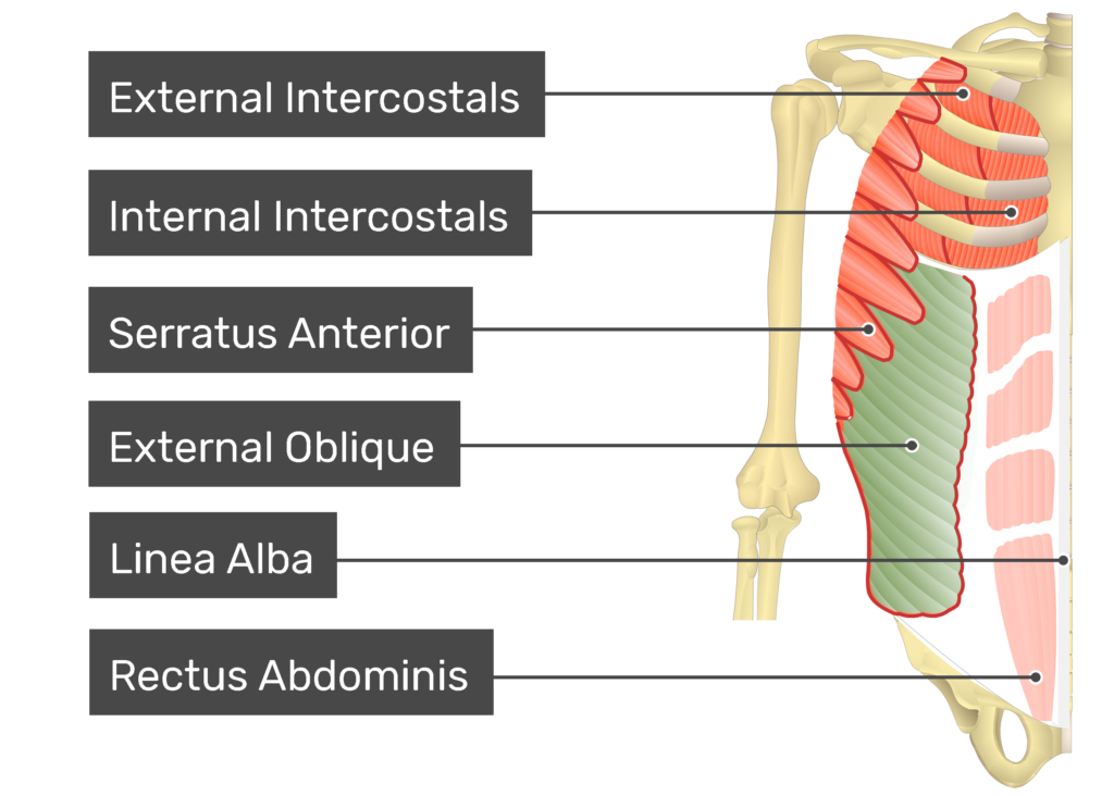 Internal and external obliques outlet