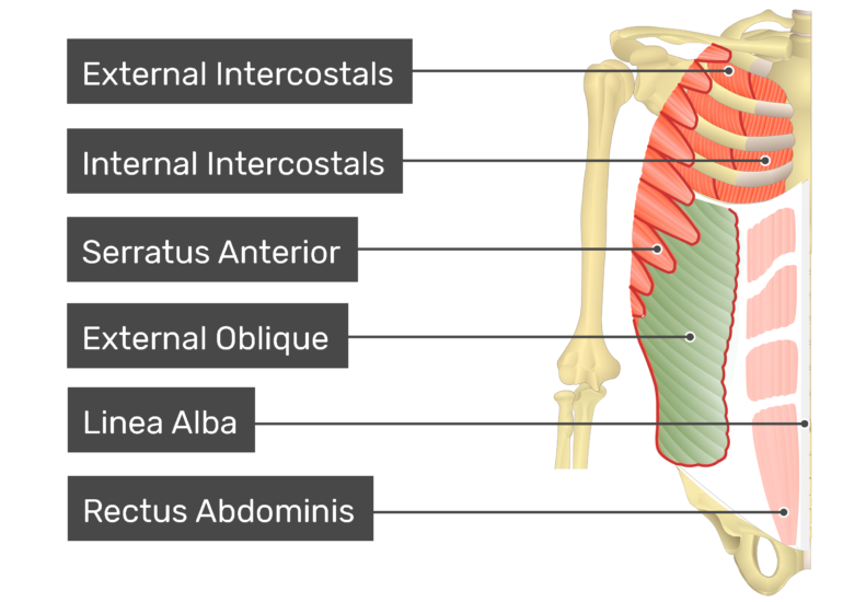 External Oblique Muscle