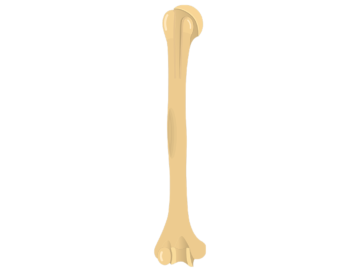 Vue antérieure de l'os humérus