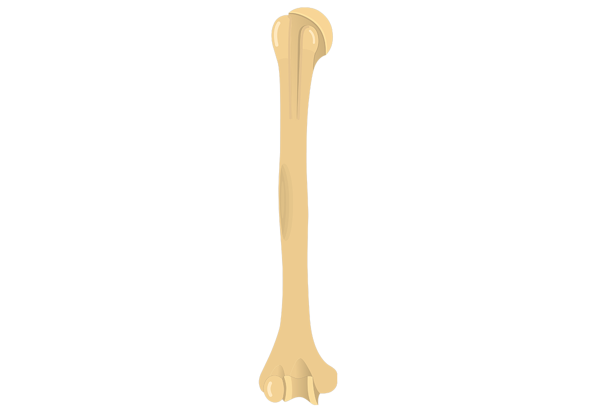 Humerus Bone - Anterior Markings