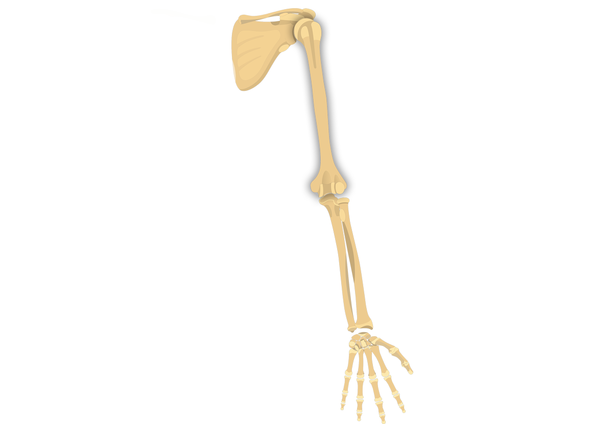 Humerus: Anatomy, Bone markings, Labeled diagrams