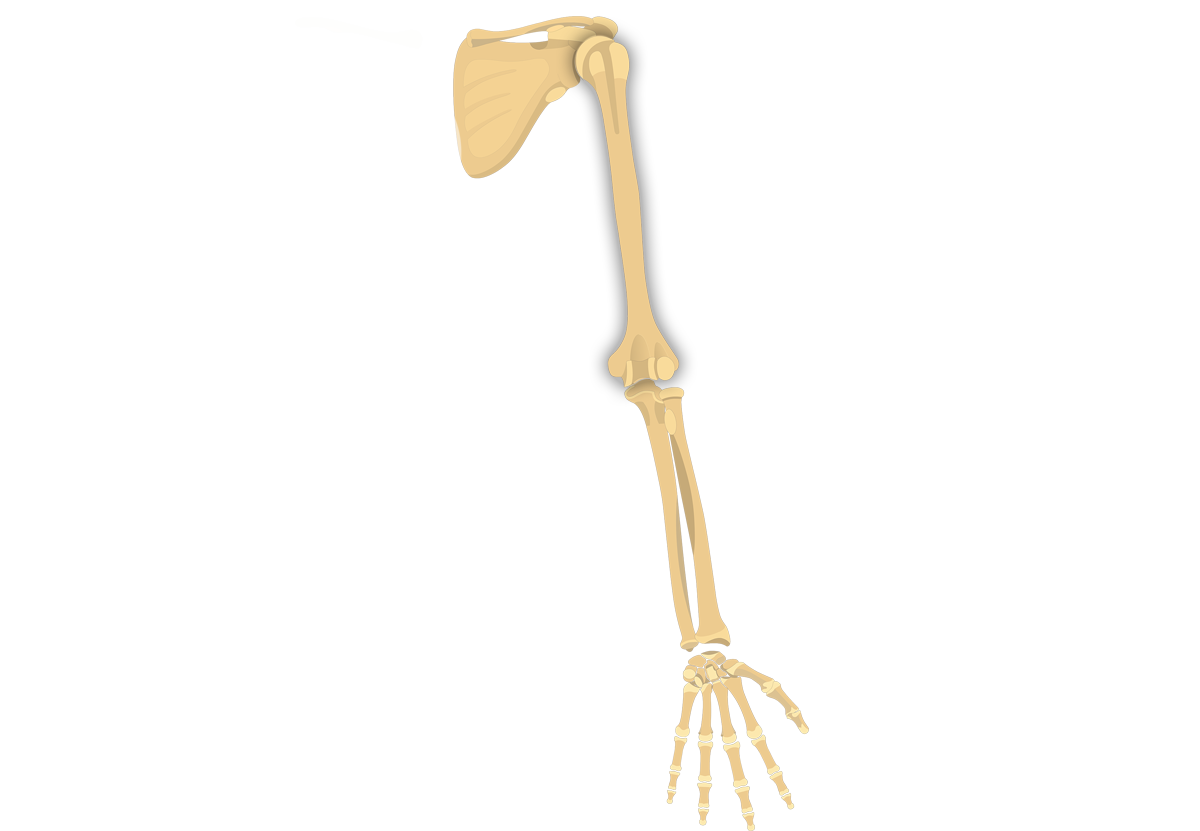 Humerus: Anatomy, Bone markings, Labeled diagrams